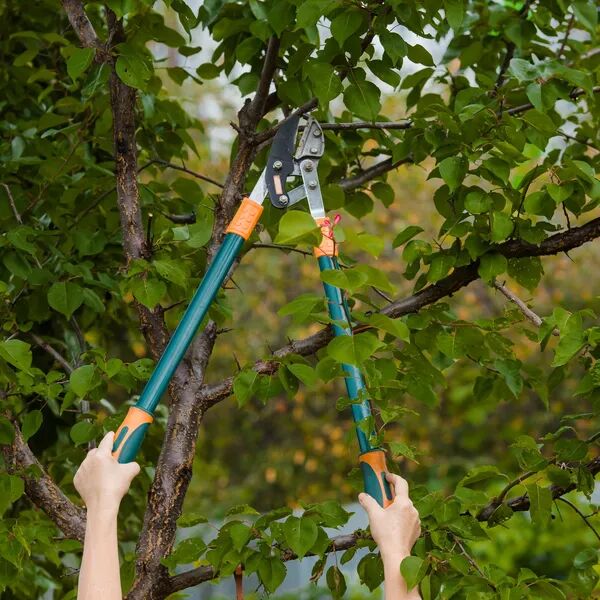Quand élaguer rime avec sécurité