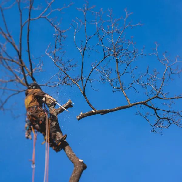 Le temps de l'élagage est venu 