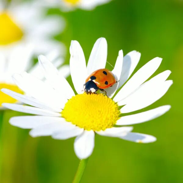 Nos produits respectent la nature