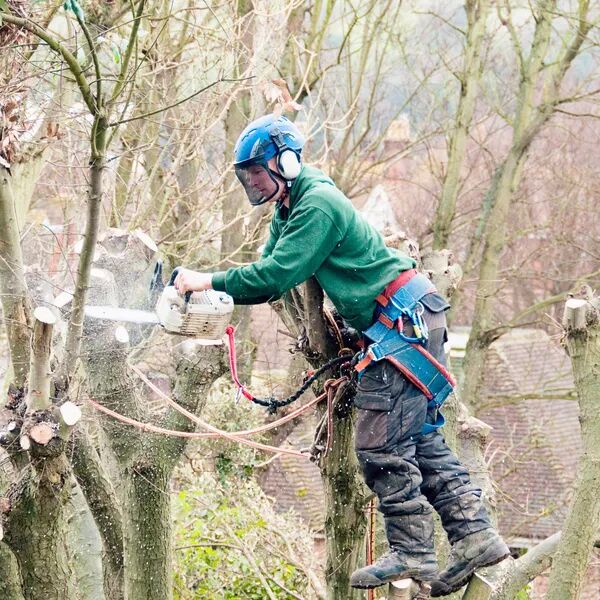 Un élagage tardif coûte plus cher 