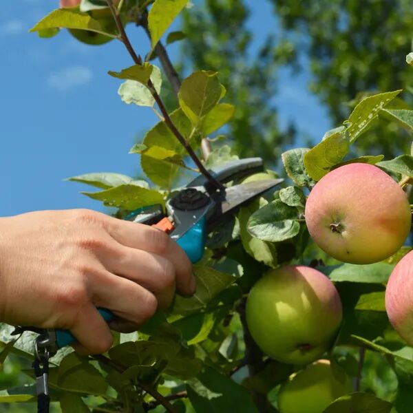 Taille d'automne pour vos arbres