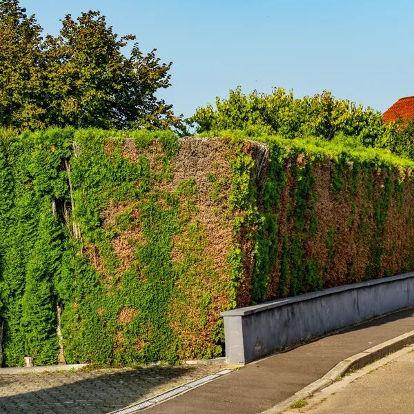 Comment dire adieu à vos cyprès